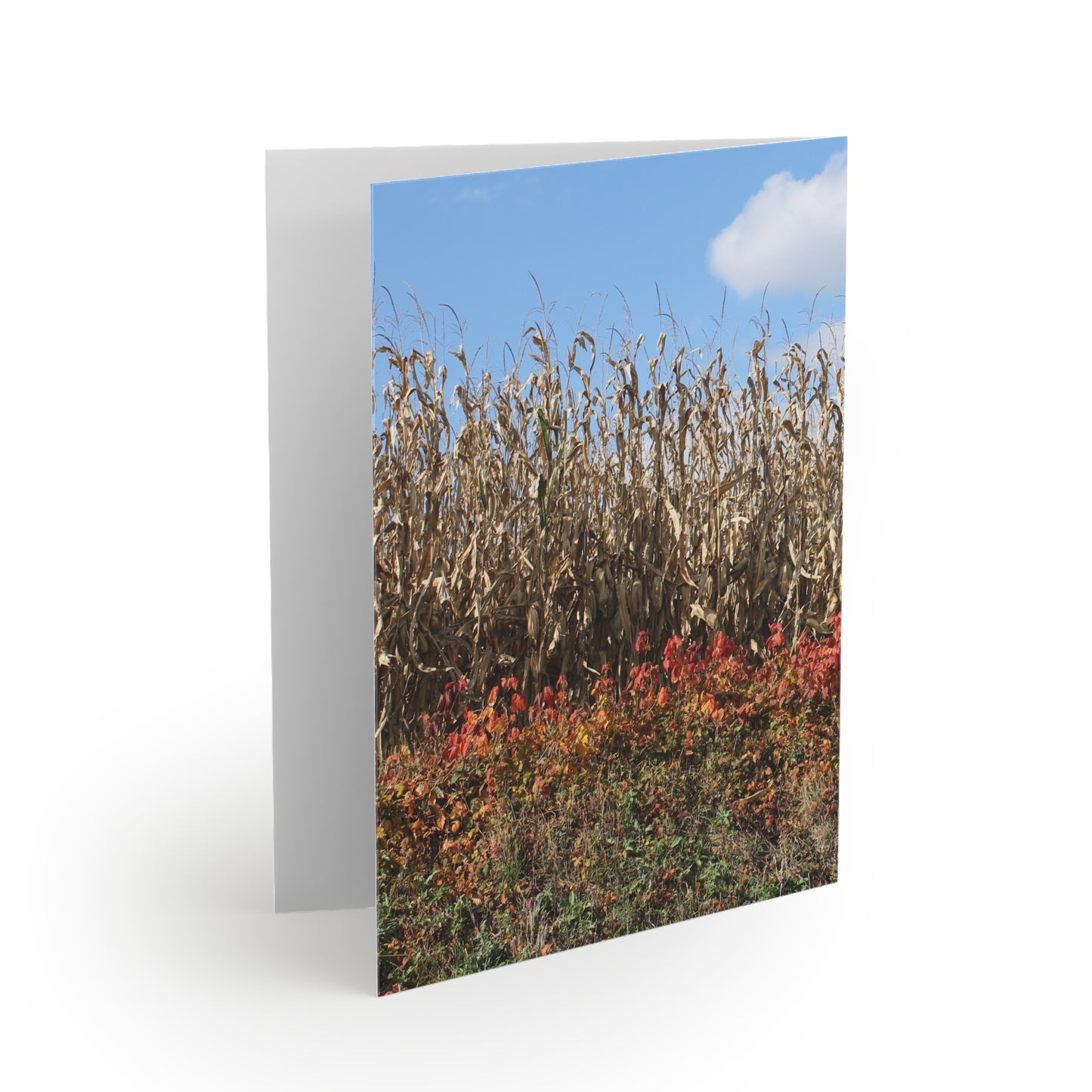 NN Greeting cards 8 pcs (S) Rainbow Farm