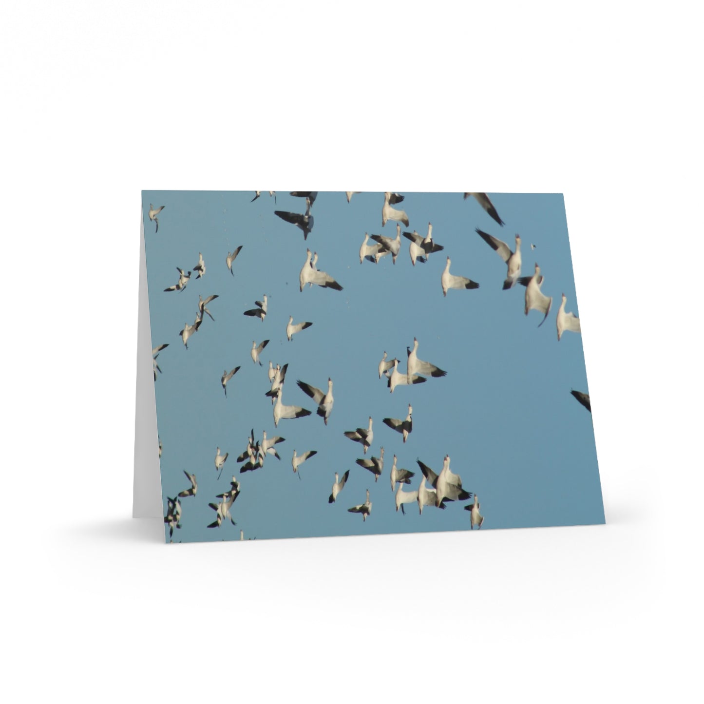 NN Greeting cards 8 pcs Flocks Of Snow Geese