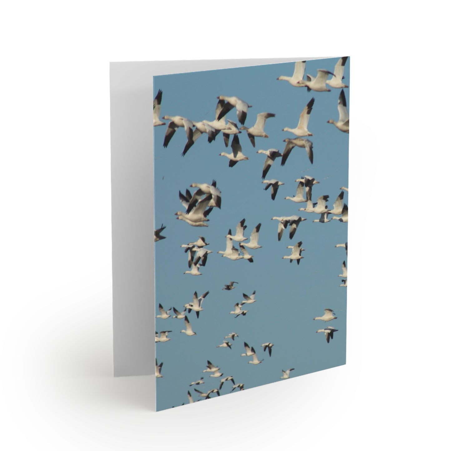 NN Greeting cards 8 pcs Flocks Of Snow Geese
