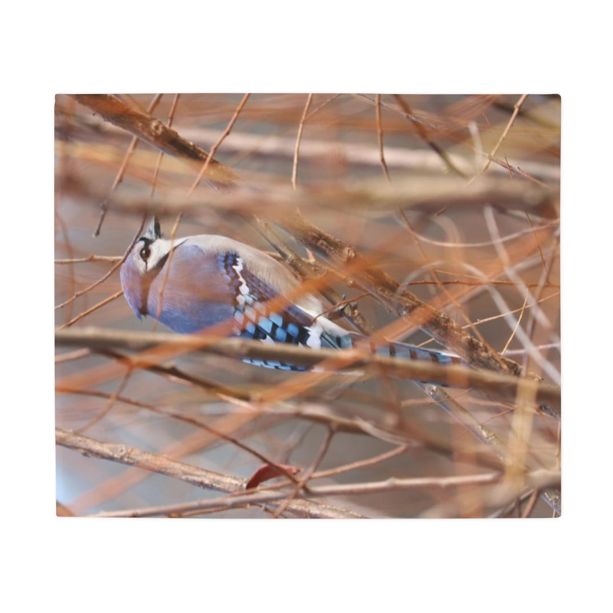 NN Plush Fleece Blanket Blue Jay