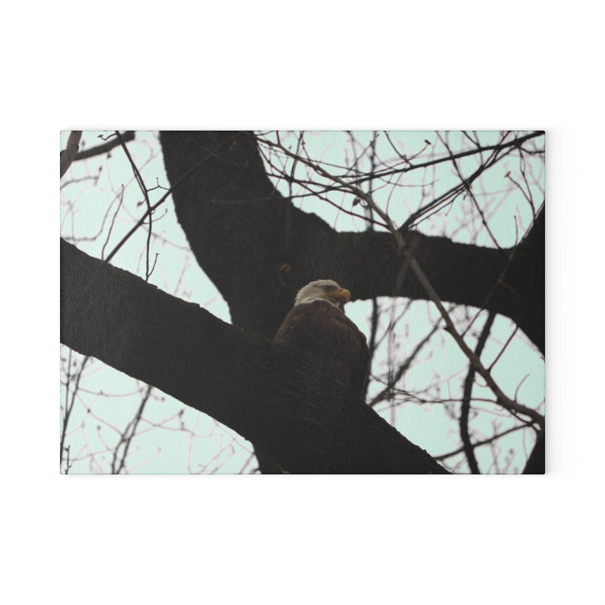 NN Glass Cutting Board Bald Eagle (CD)