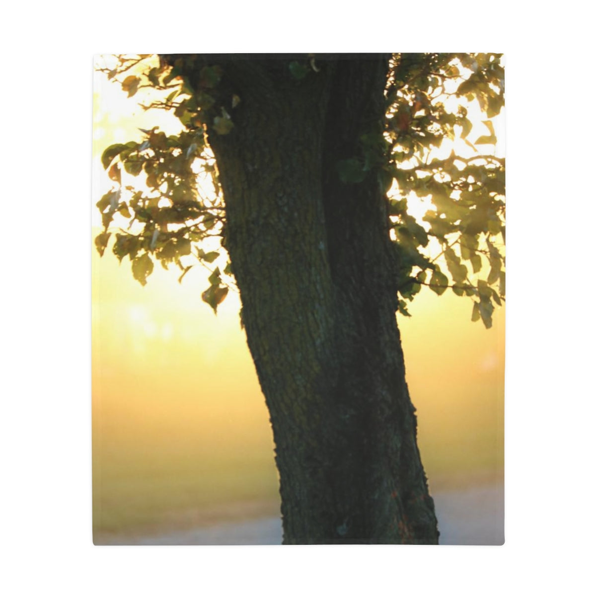 NN Plush Fleece Blanket Tree In Front Of Sunlight
