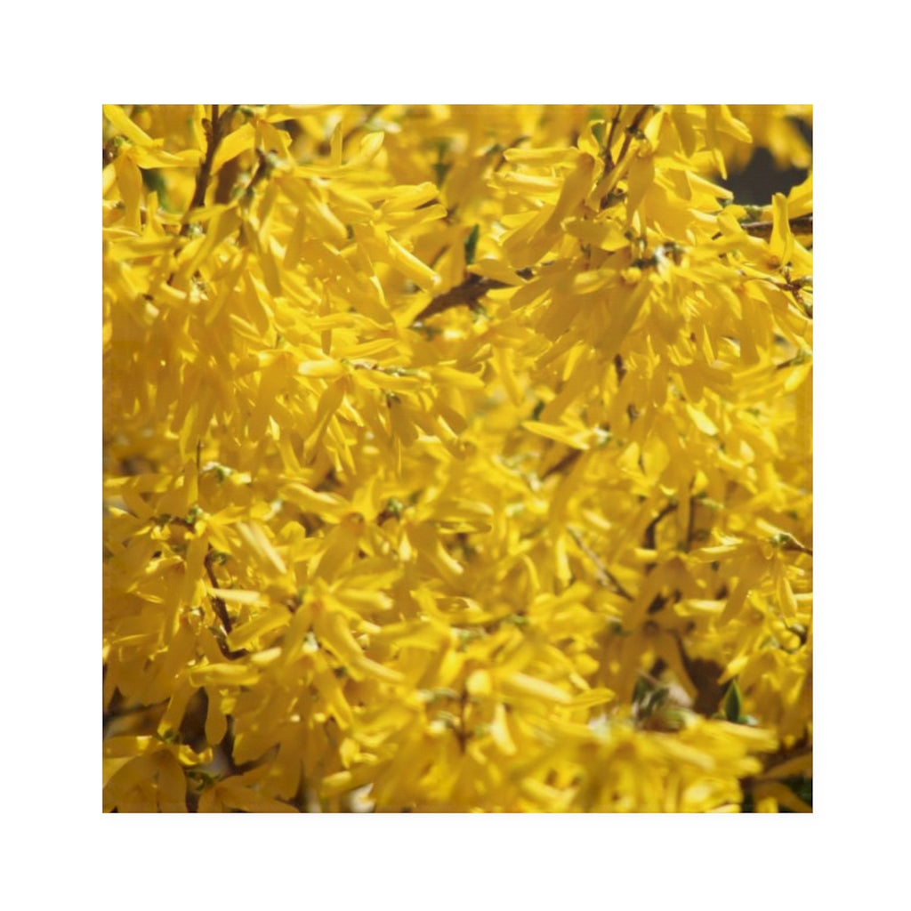NN Napkins Forsythia