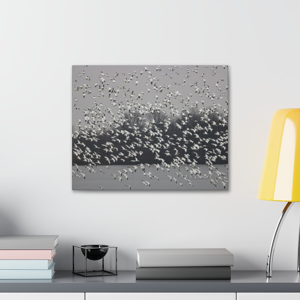 Canvas Gallery Wraps Cloudy With Flocks Of Snow Geese