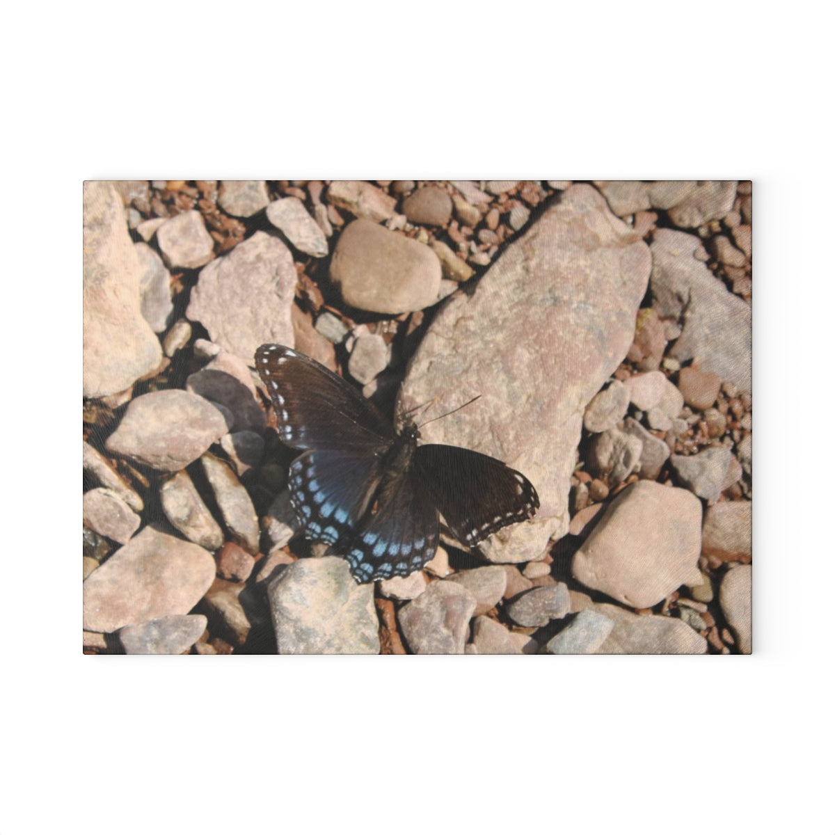 NN Glass Cutting Board Blue Butterfly On Rocks