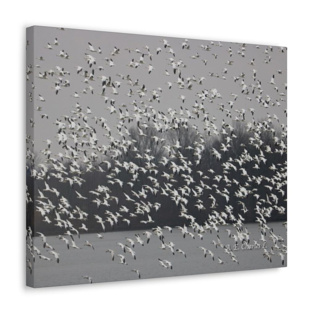 Canvas Gallery Wraps Cloudy With Flocks Of Snow Geese