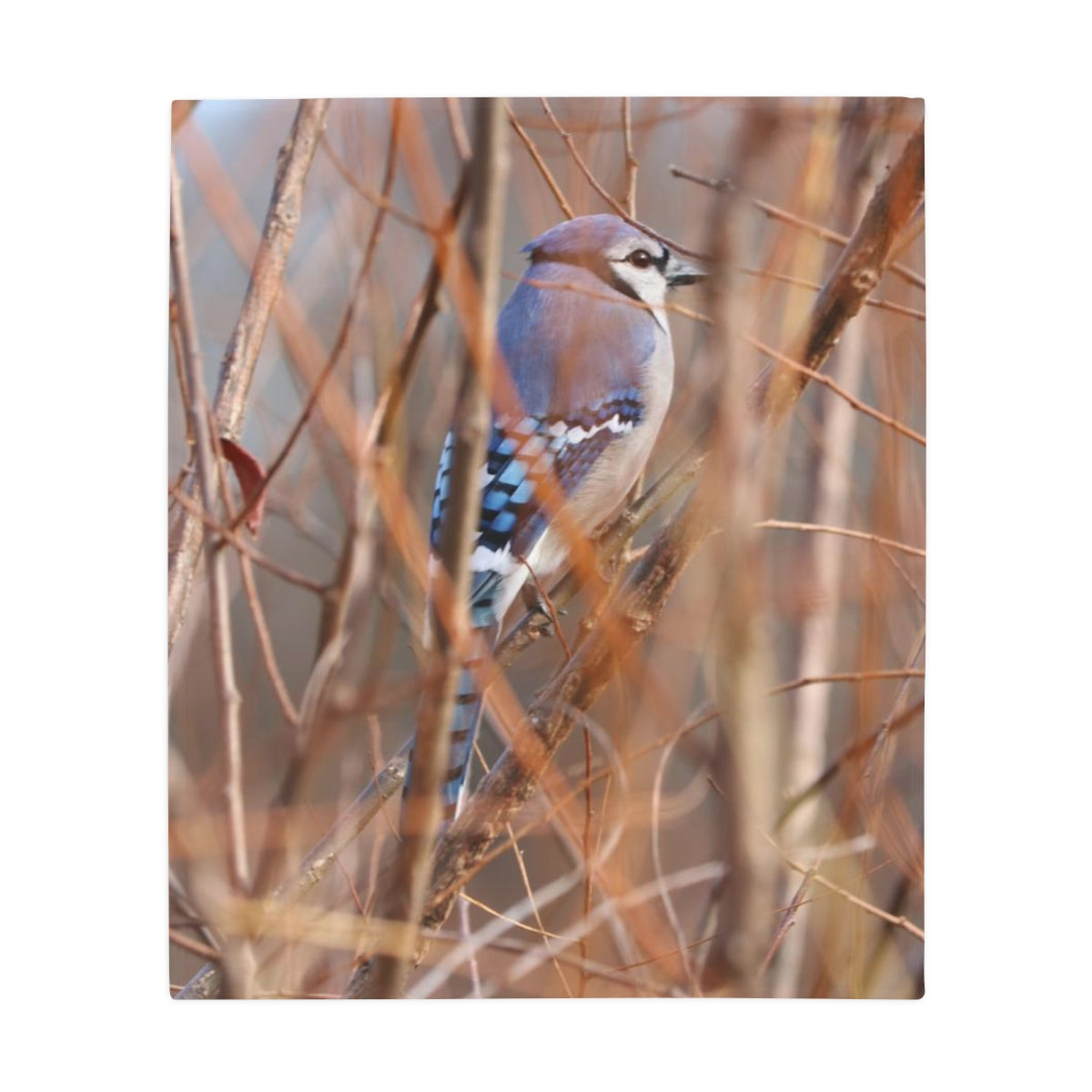 NN Plush Fleece Blanket Blue Jay