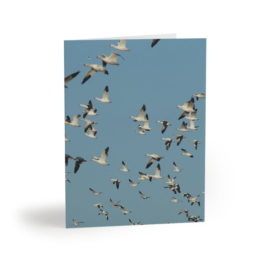 NN Greeting cards 8 pcs Flocks Of Snow Geese