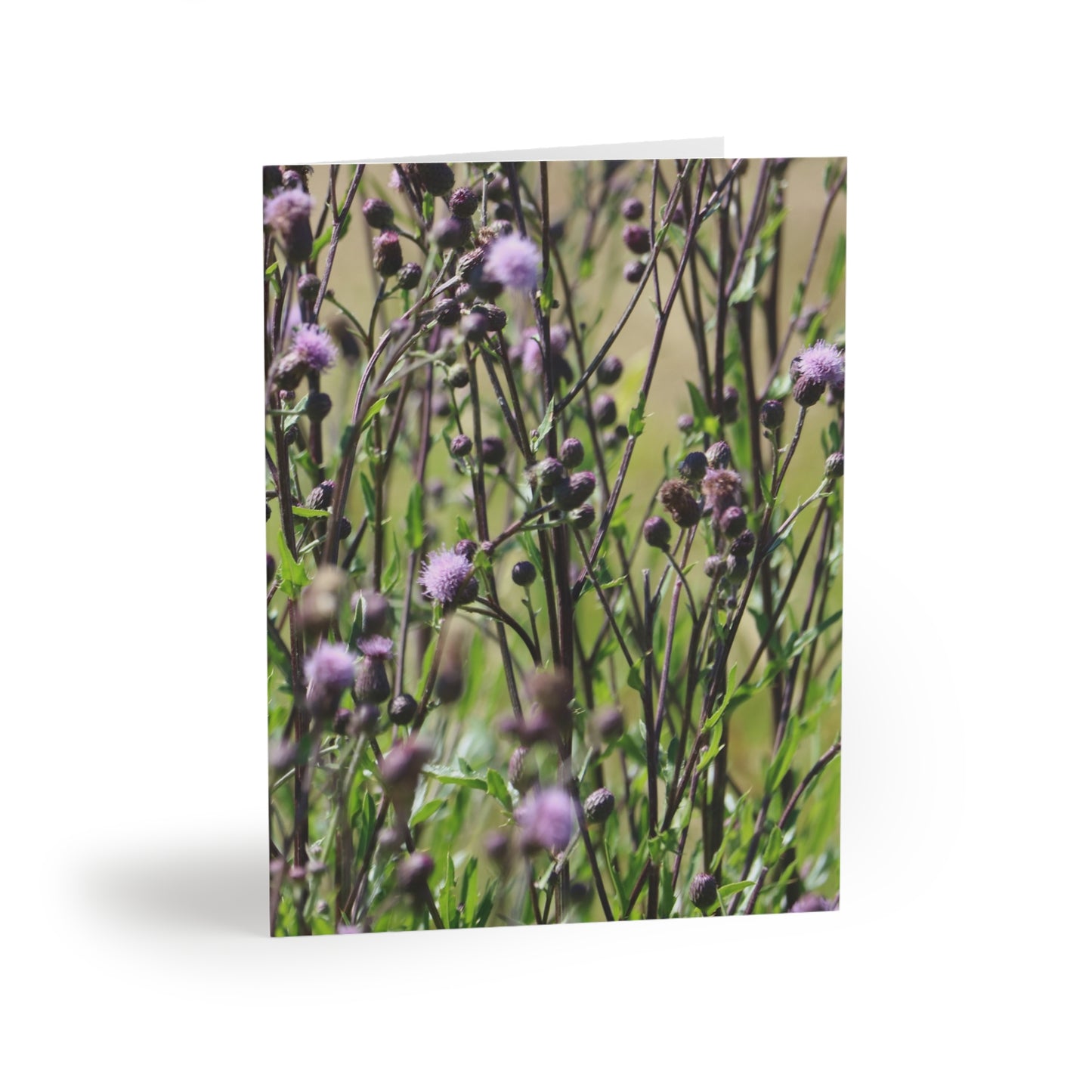 NN Greeting cards 8 pcs Purple Fluff Flowers