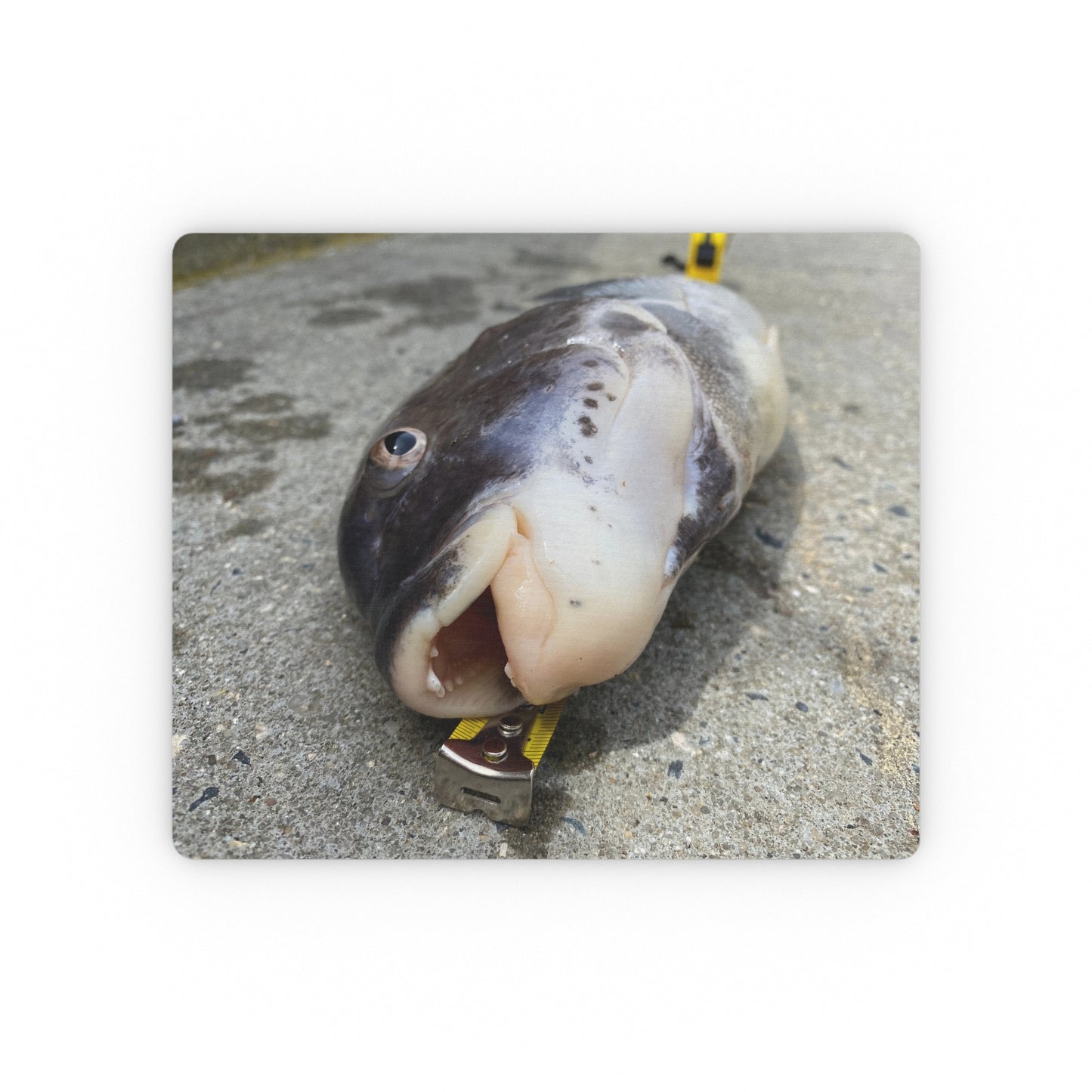 NN Rectangular Mouse Pad Teeth Of Tautog