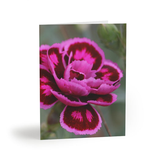 NN Greeting cards 8 pcs 2 Hot Pinks