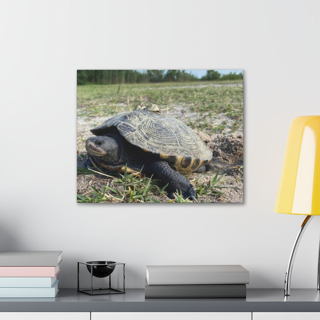 Canvas Gallery Wraps (IR) Turtle