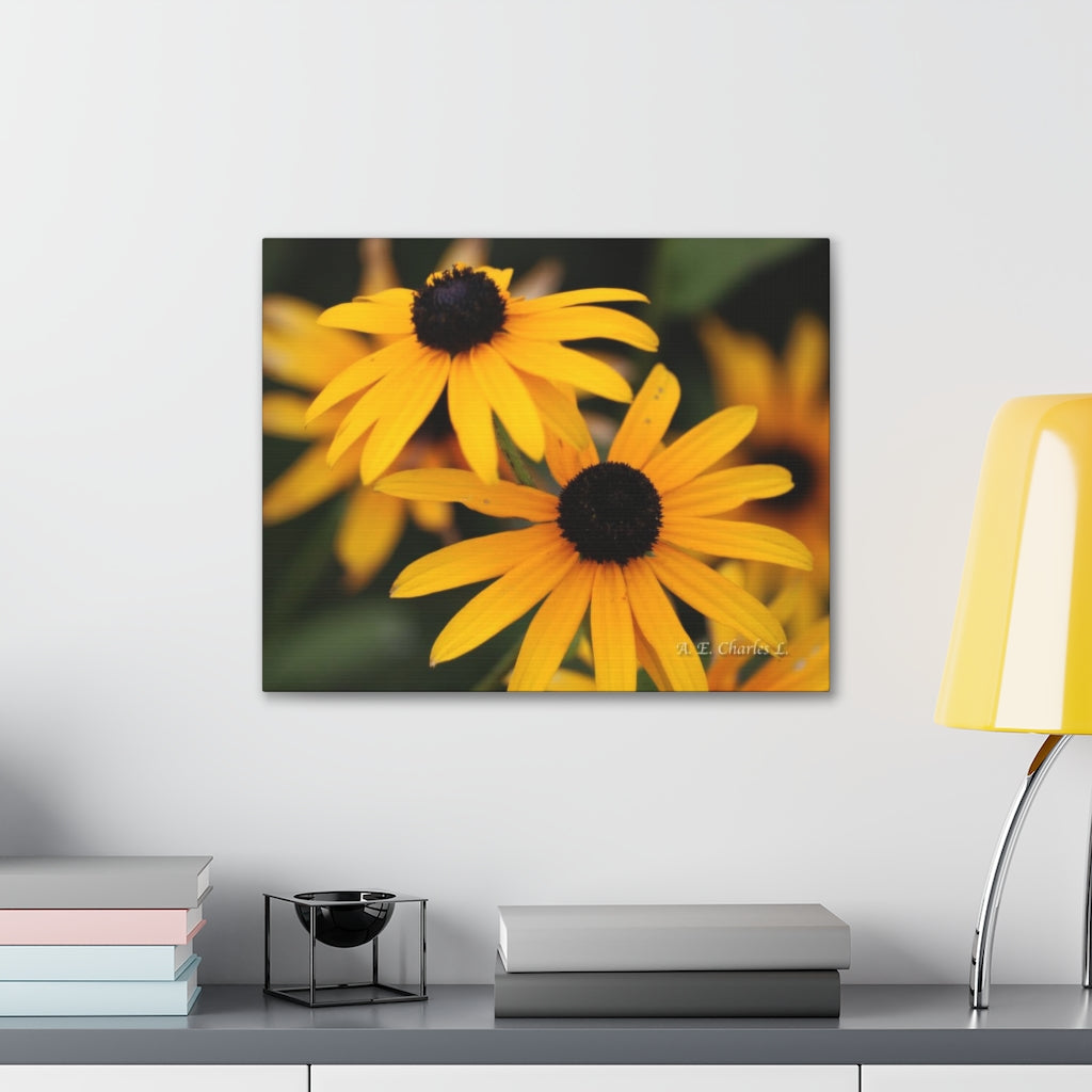 Canvas Gallery Wraps 2 Black Eyed Susans