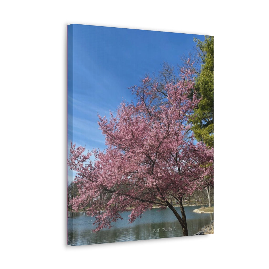 Canvas Gallery Wraps (LP) Pink Tree & Water