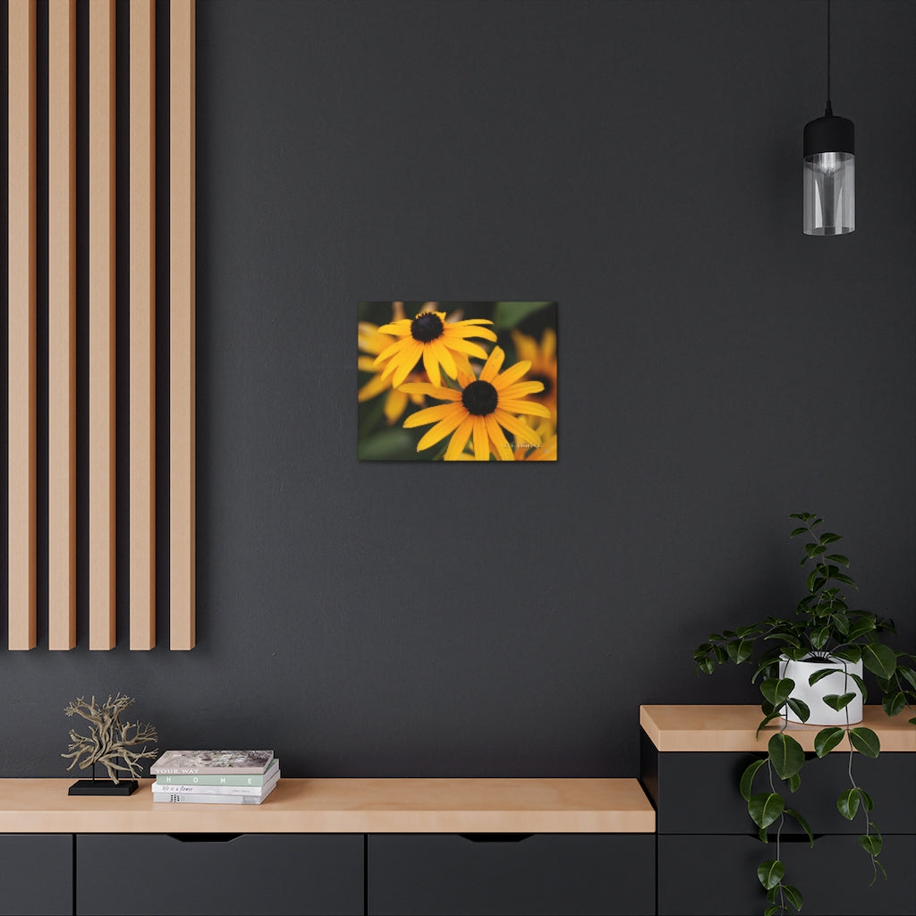 Canvas Gallery Wraps 2 Black Eyed Susans