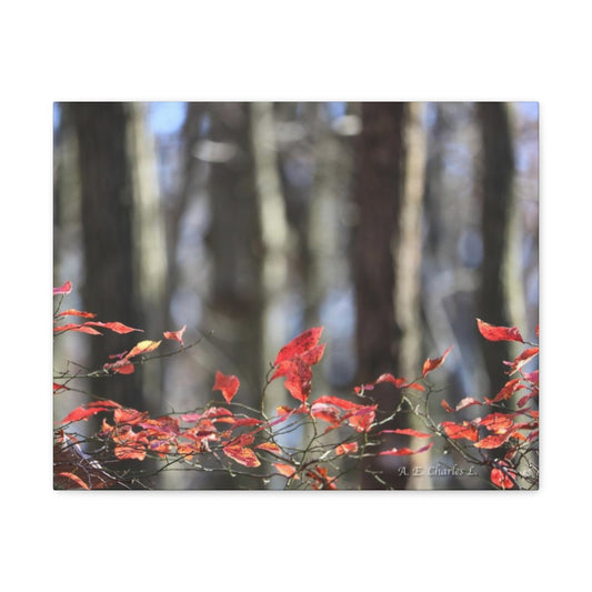 Canvas Gallery Wraps Red Leaves & Trees