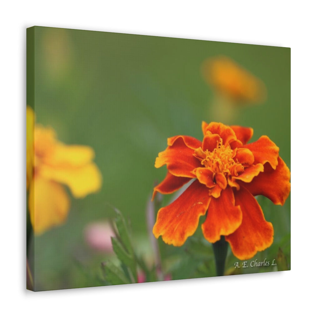 Canvas Gallery Wraps Big Orange Marigold