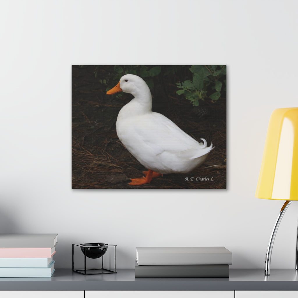 Canvas Gallery Wraps White Duck