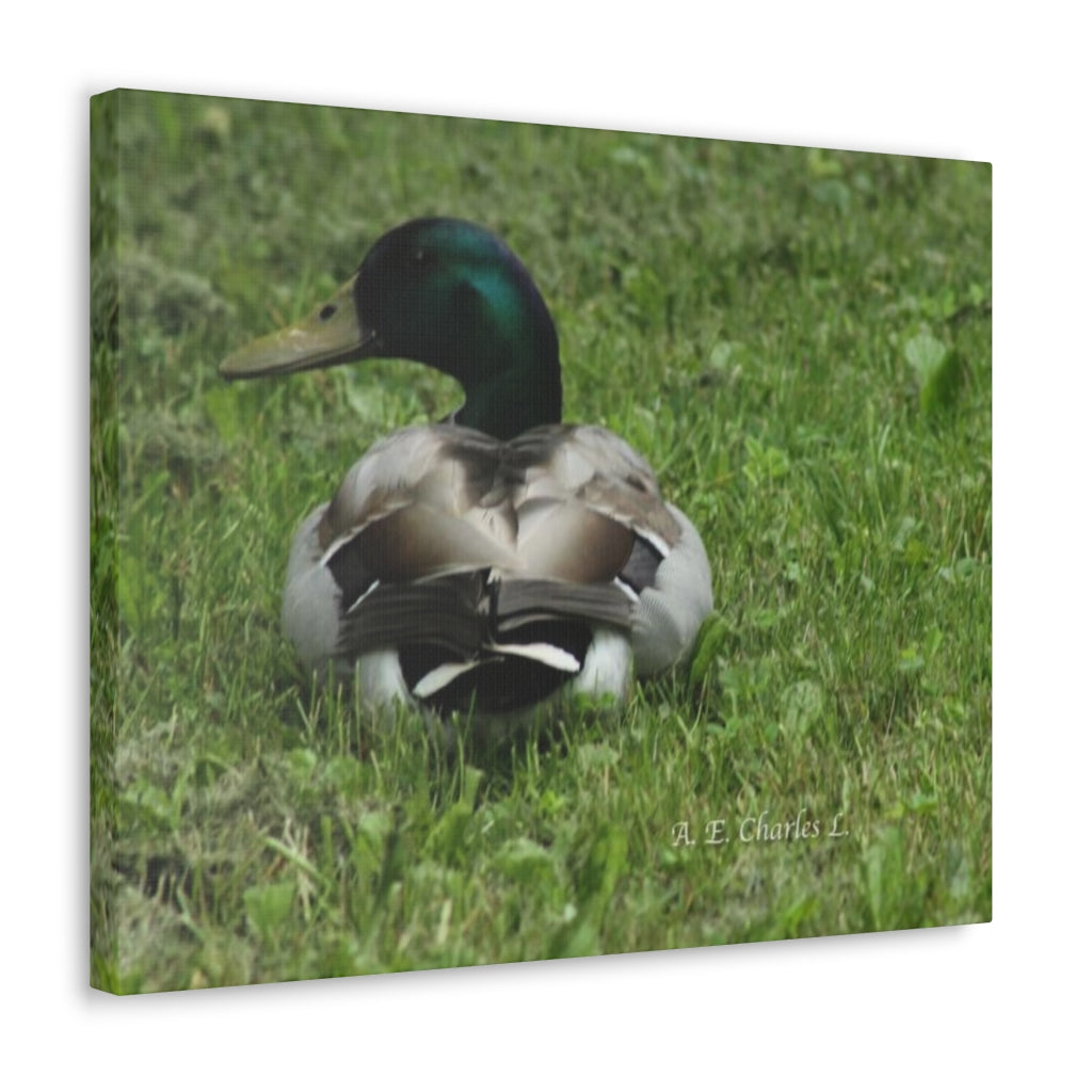 Canvas Gallery Wraps Mallard Duck (IOY)