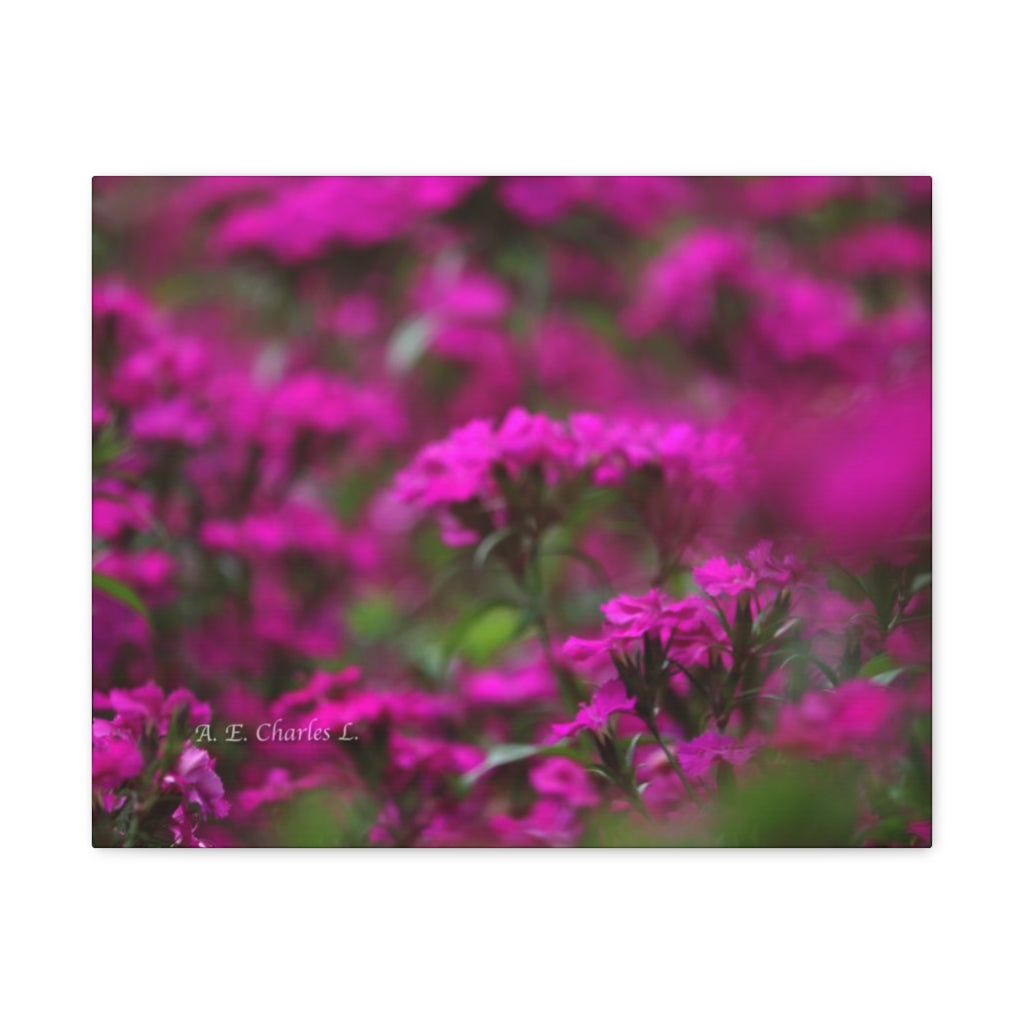 Canvas Gallery Wraps Purple Pinkish Flowers