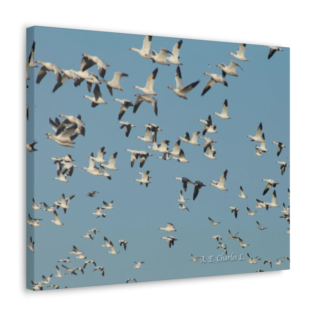 Canvas Gallery Wraps Flocks Of Snow Geese