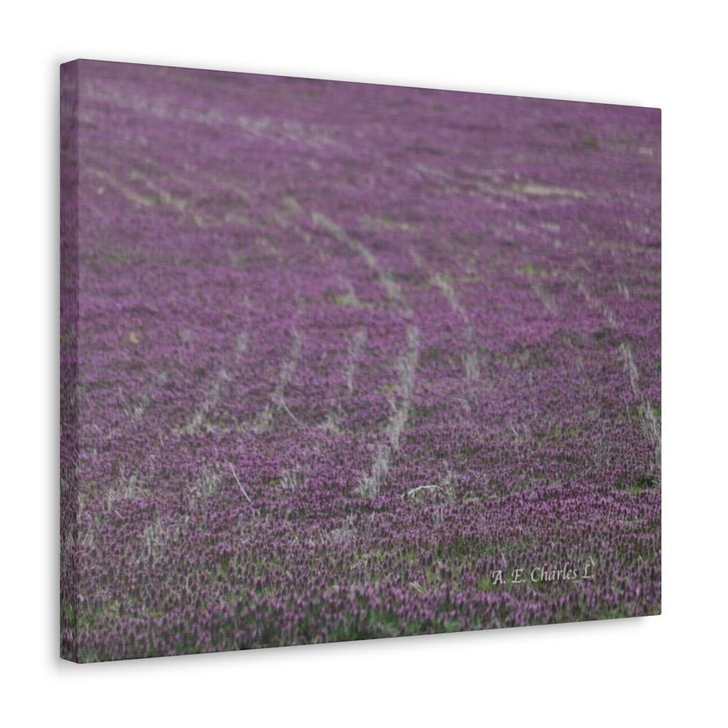 Canvas Gallery Wraps Purple Flowers Tracks Field