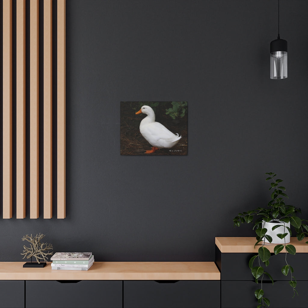 Canvas Gallery Wraps White Duck