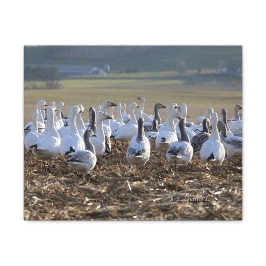 Canvas Gallery Wraps Snow Geese Field