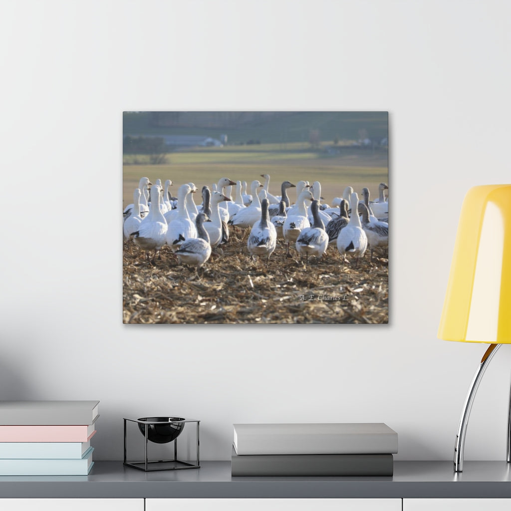 Canvas Gallery Wraps Snow Geese Field