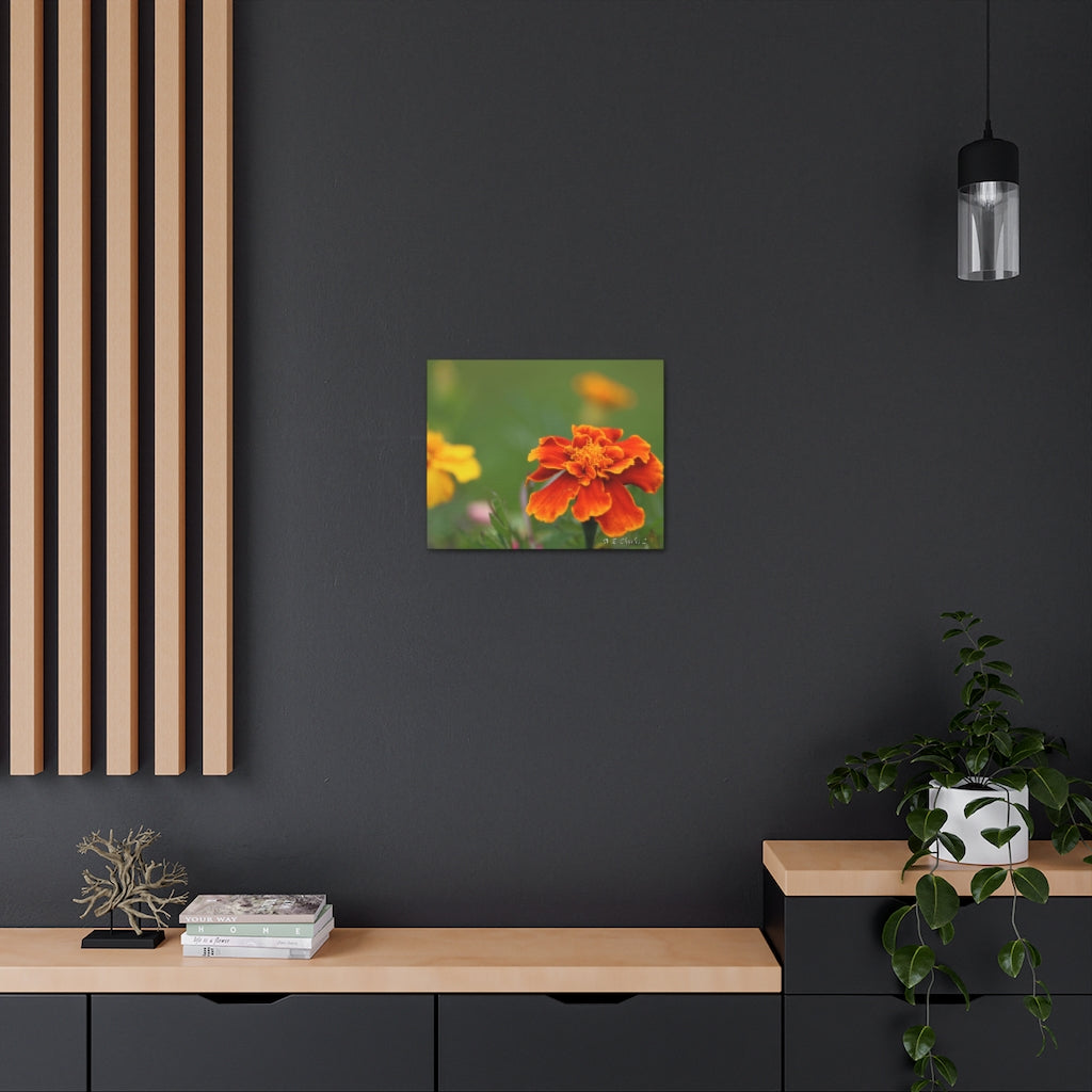 Canvas Gallery Wraps Big Orange Marigold