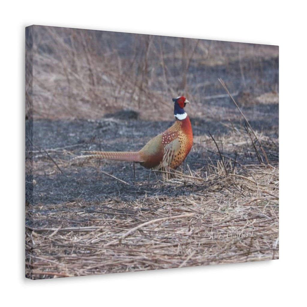 Canvas Gallery Wraps A Lone Pheasant