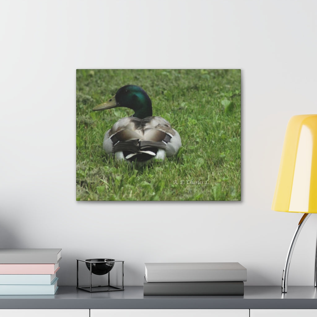 Canvas Gallery Wraps Mallard Duck (IOY)