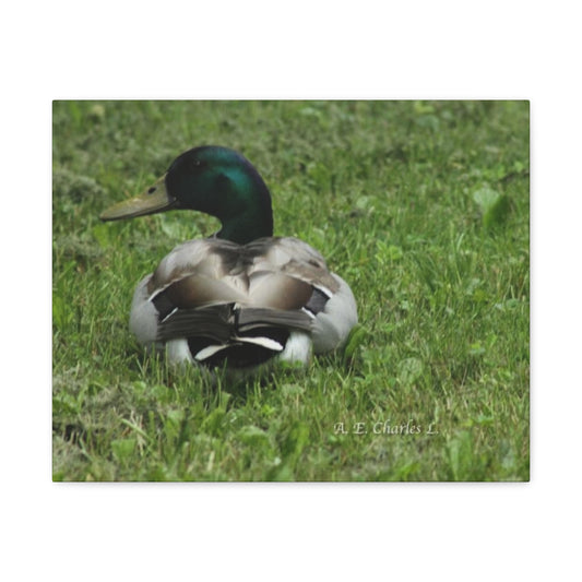 Canvas Gallery Wraps Mallard Duck (IOY)