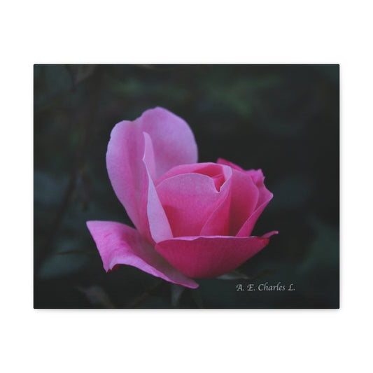 Canvas Gallery Wraps (M) Pink Rose