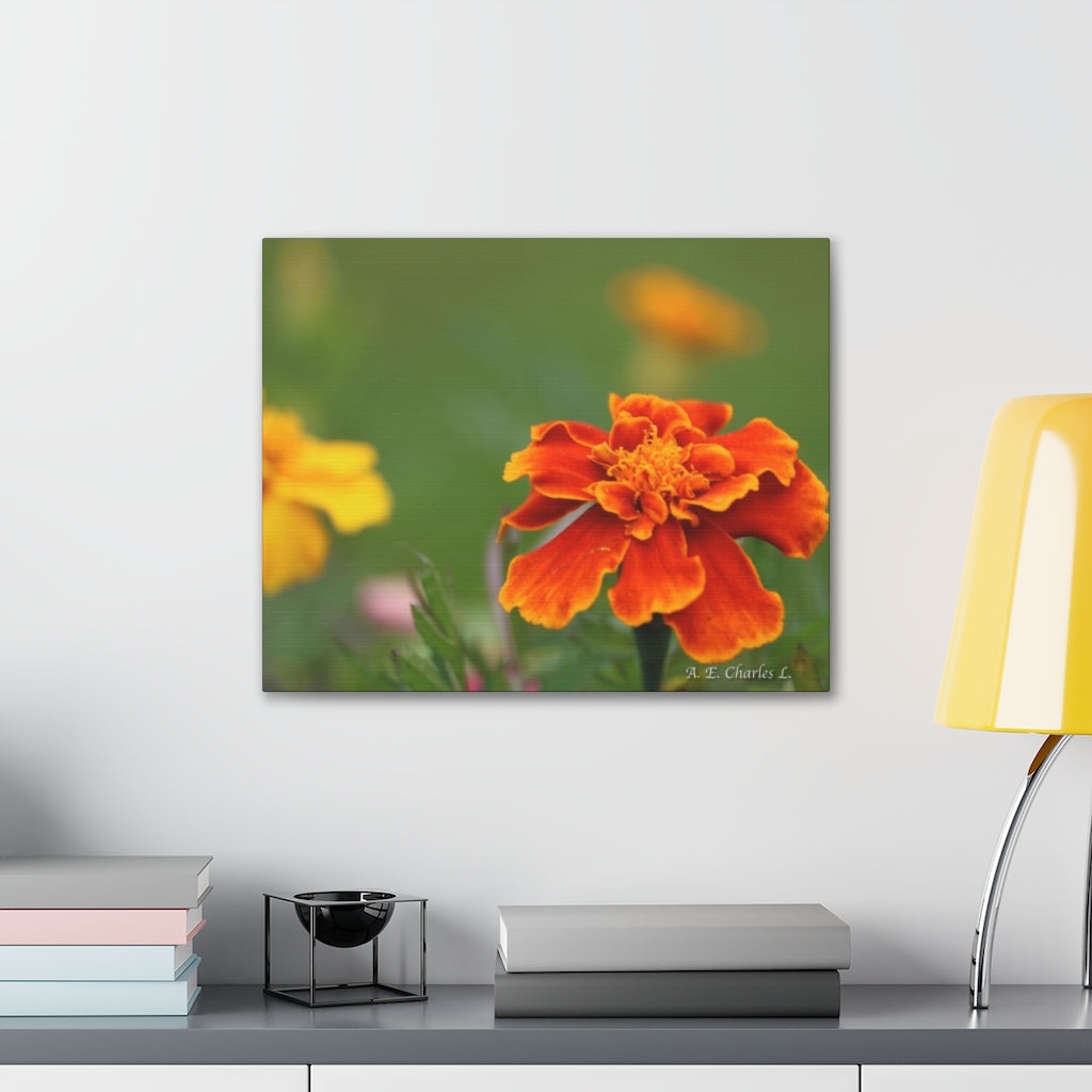 Canvas Gallery Wraps Big Orange Marigold