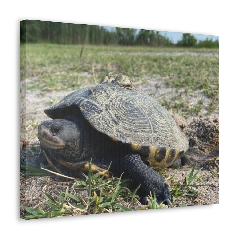 Canvas Gallery Wraps (IR) Turtle