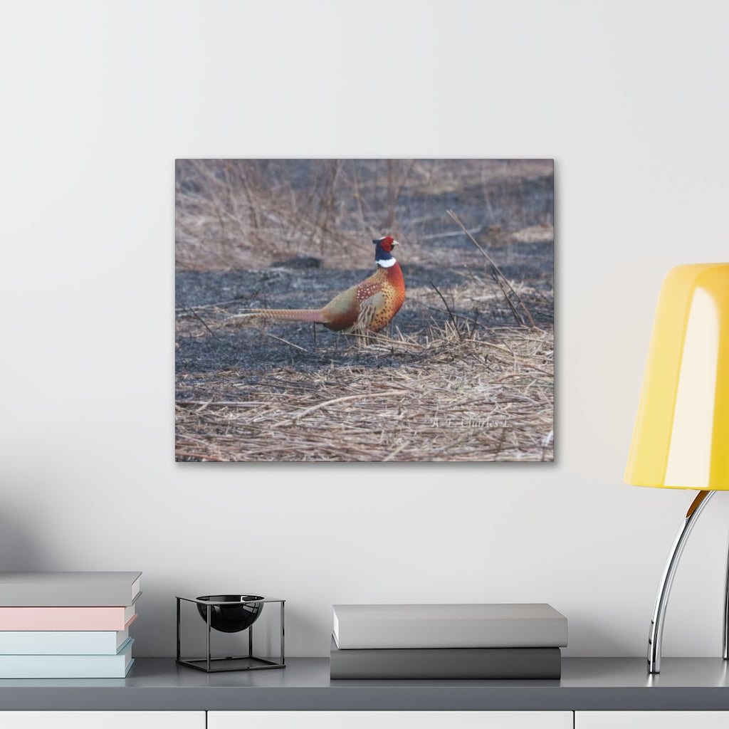 Canvas Gallery Wraps A Lone Pheasant