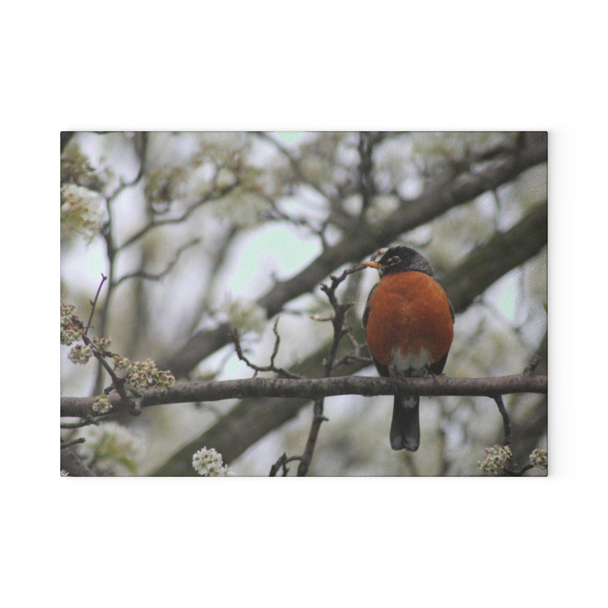 NN Glass Cutting Board Robin (IOT)