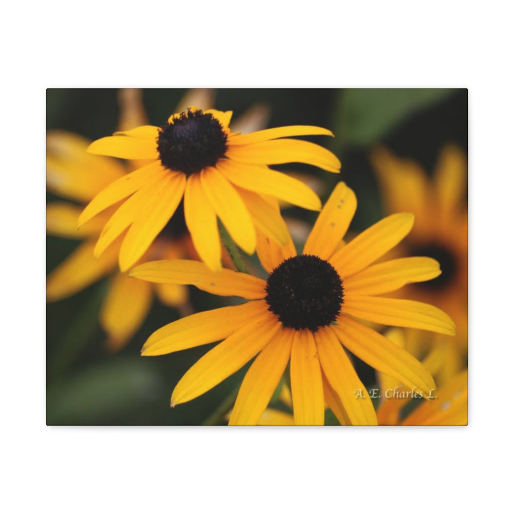 Canvas Gallery Wraps 2 Black Eyed Susans