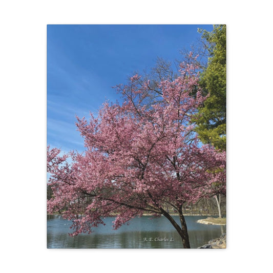Canvas Gallery Wraps (LP) Pink Tree & Water