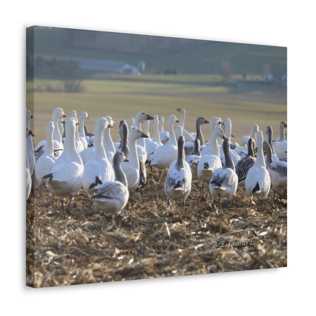 Canvas Gallery Wraps Snow Geese Field