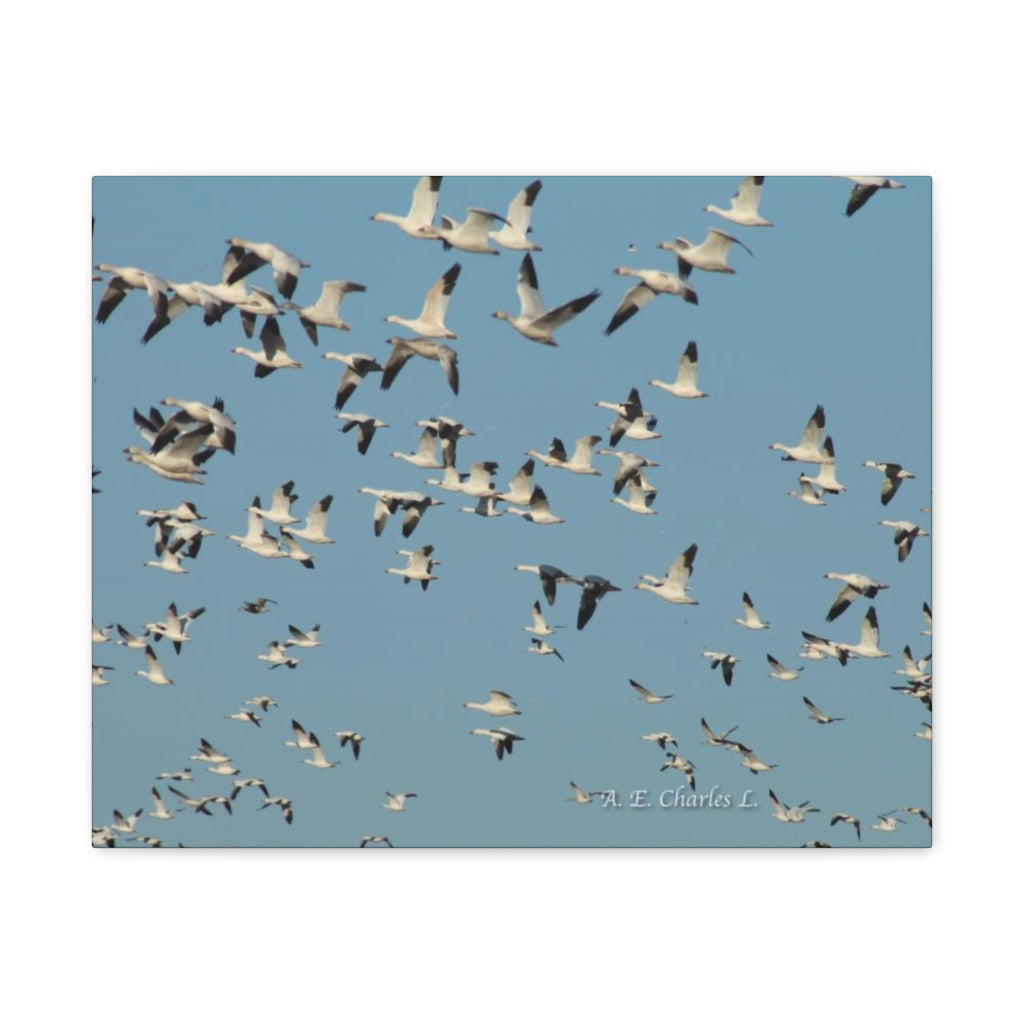 Canvas Gallery Wraps Flocks Of Snow Geese