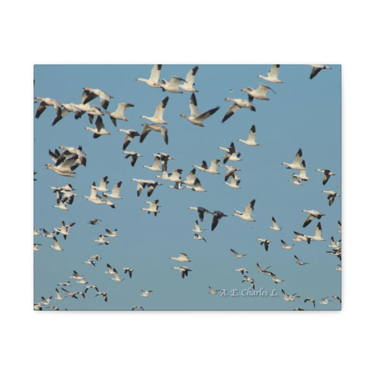 Canvas Gallery Wraps Flocks Of Snow Geese