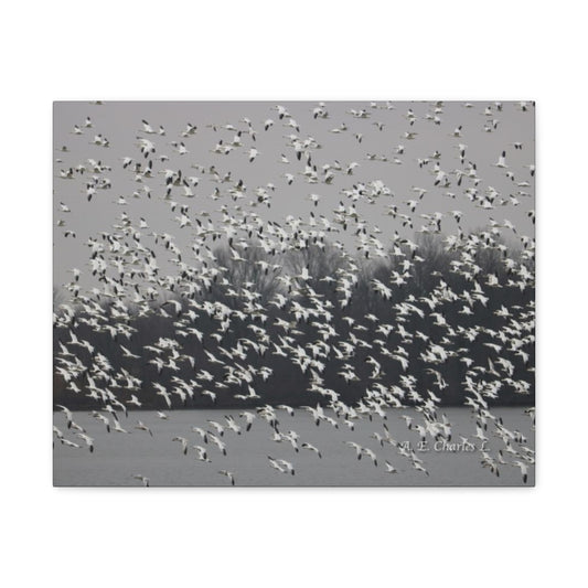 Canvas Gallery Wraps Cloudy With Flocks Of Snow Geese