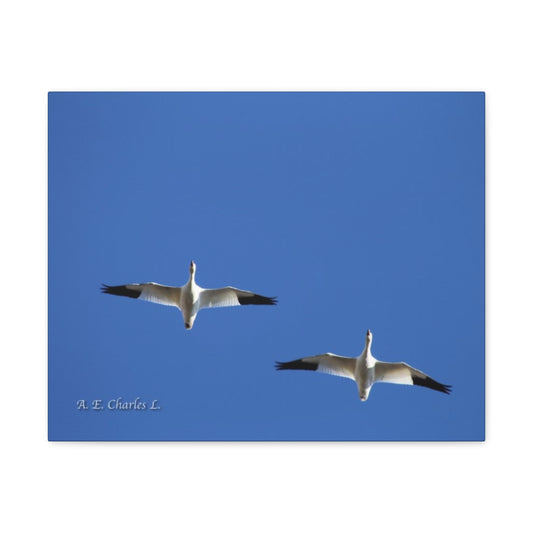 Canvas Gallery Wraps 2 Snow Geese