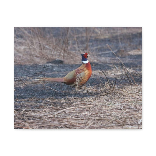 Canvas Gallery Wraps A Lone Pheasant