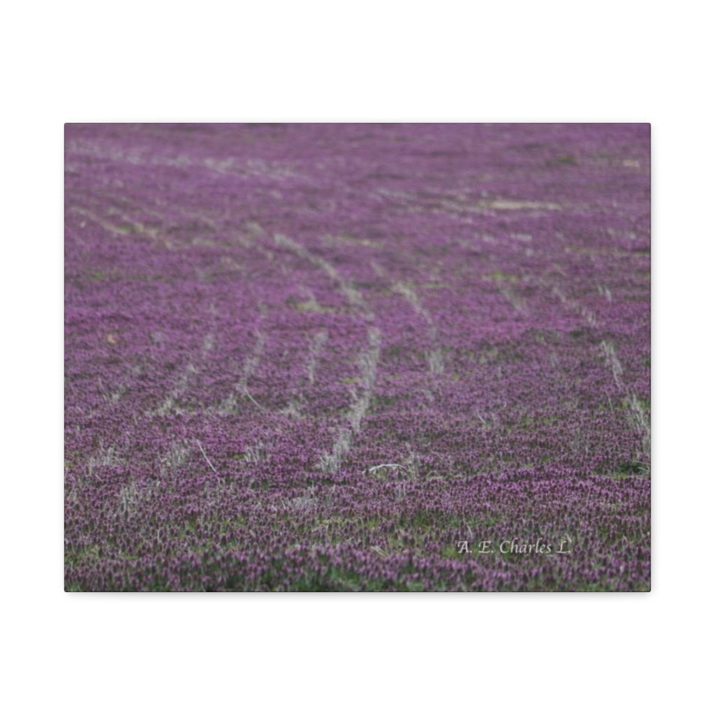 Canvas Gallery Wraps Purple Flowers Tracks Field