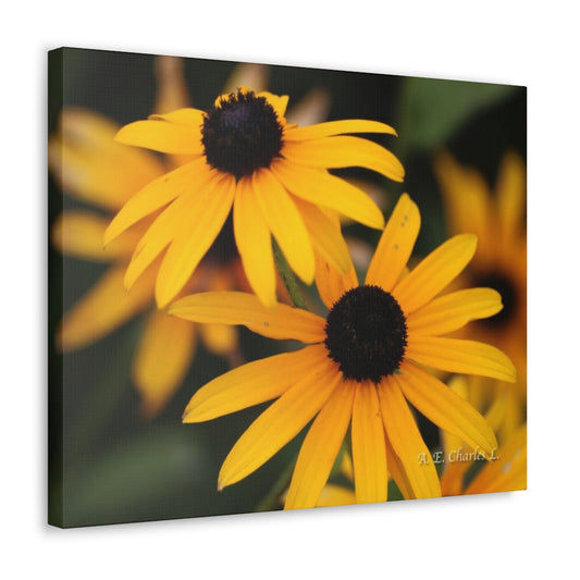 Canvas Gallery Wraps 2 Black Eyed Susans