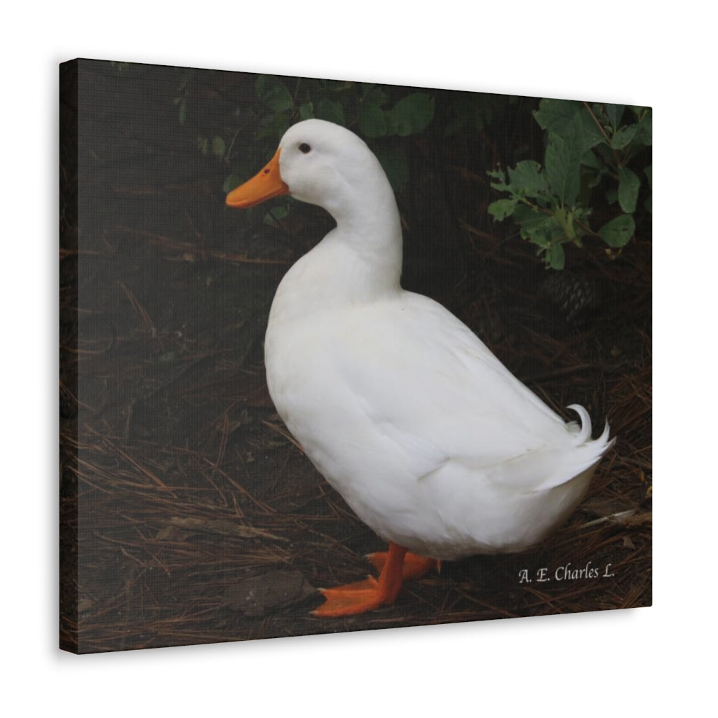 Canvas Gallery Wraps White Duck