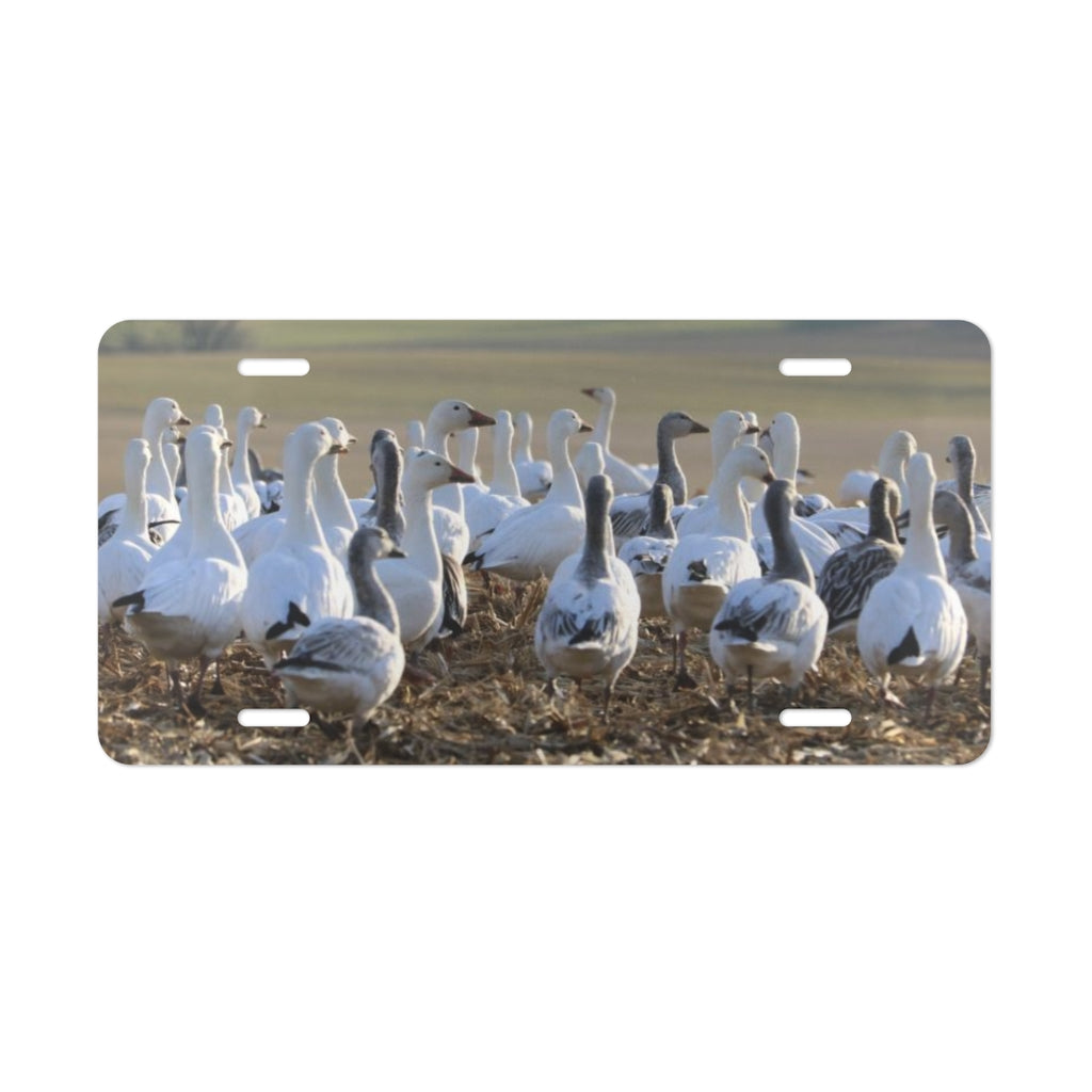 NN Vanity Plate Snow Geese Field